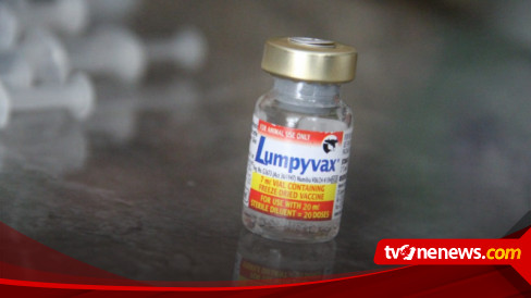 Cegah Penyakit Lumpy Skin Disease (LSD), Puluhan Hewan Ternak Di Kudus ...