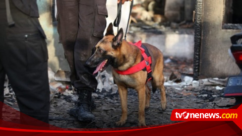 Sisir Korban Hilang Akibat Ledakan dan Kebakaran Depo Plumpang Pertamina, Polisi Terjunkan Anjing Pelacak