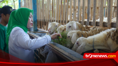 Baznas Di Bojonegoro Diluncurkan, Salurkan 350 Kambing Program Balai ...