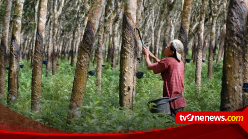 Leaf decline due to rubber production and export in North Sumatra