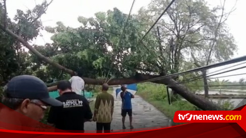 Hujan Deras Disertai Angin Kencang Sebabkan Pohon Tumbang Di Sejumlah Titik Di Lamongan