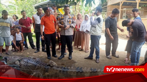 Warga Tangkap Buaya Ganas Yang Terkam Ibu Dan Anak Di Labura