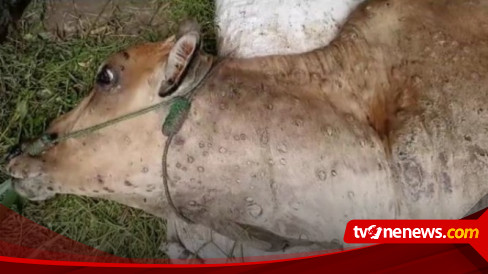 396 Ekor Sapi di Lampung Terjangkit Penyakit LSD