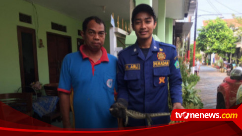 Tim Rescue Sidoarjo Berhasil Tangkap Biawak yang Masuk Rumah Warga
