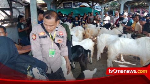 Jelang Idul Adha Polisi Rw Di Blora Gelar Kontes Kambing Etawa