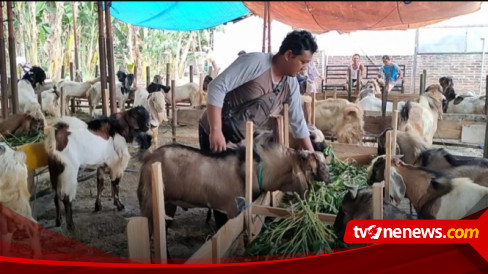 Jelang Idul Adha Pedagang Kambing Madiun Layani Jasa Penitipan