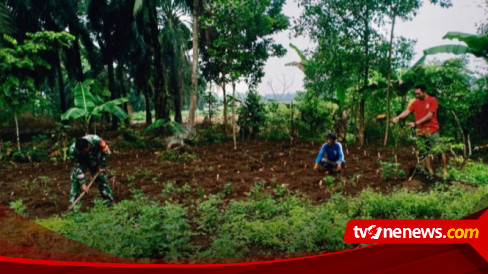 Wujudkan Ketahanan Pangan Babinsa Kodim Lamsel Bantu Petani Tanam Kacang Tanah Dan Singkong