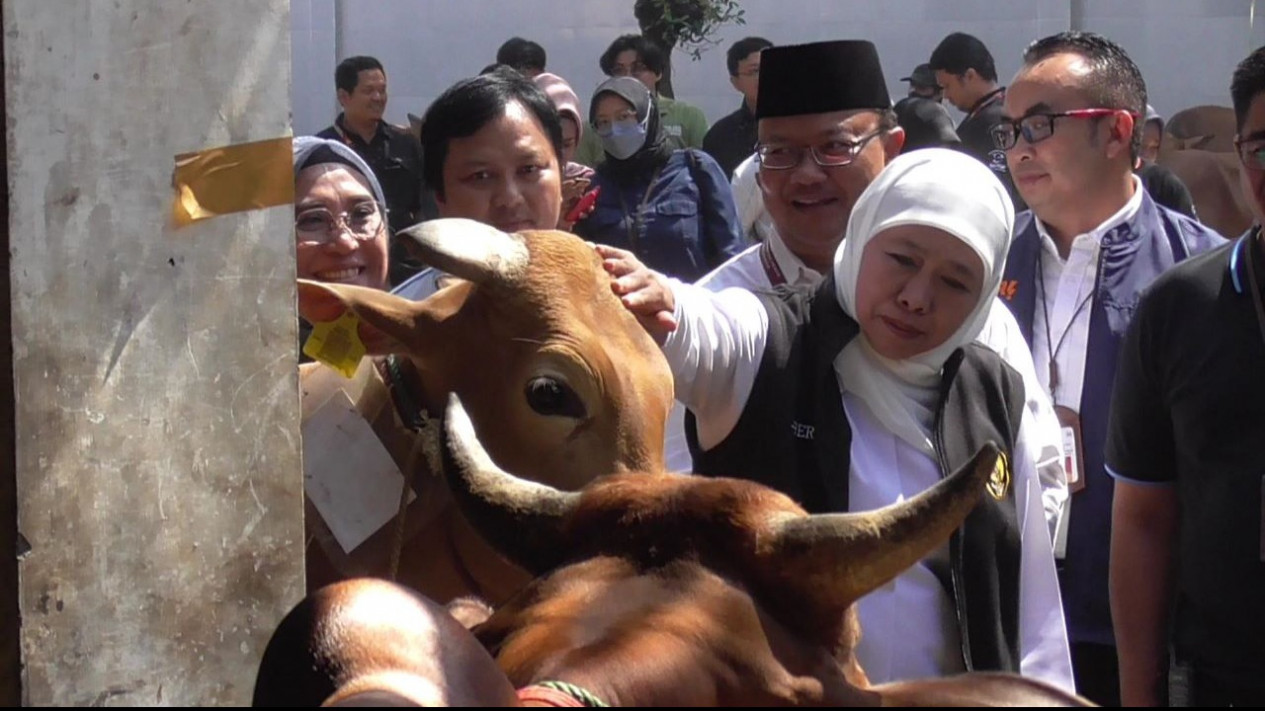 Sidak RPH Surabaya, Gubernur Jatim: Sapi Kurban Jangan Dibanting tetapi Disayang
            - galeri foto