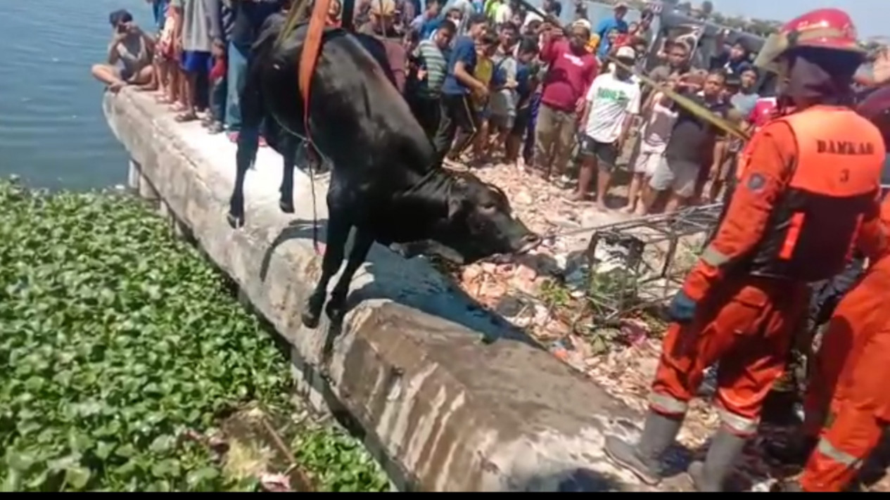 Sapi Kurban Lepas, Nyemplung ke Sungai di Surabaya, Ini Kronologisnya