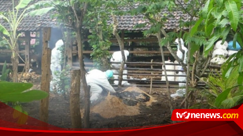 Kasus Antraks Di Gunung Kidul, Begini Penularan Hingga Ciri Hewan ...