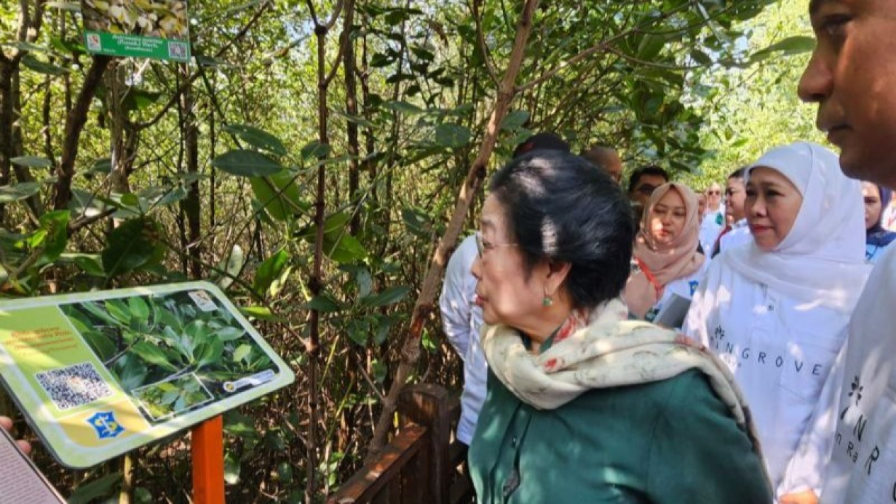 Megawati Soekarnoputri Resmikan Kebun Raya Mangrove, Beri Pesan Ini Untuk Warga
            - galeri foto