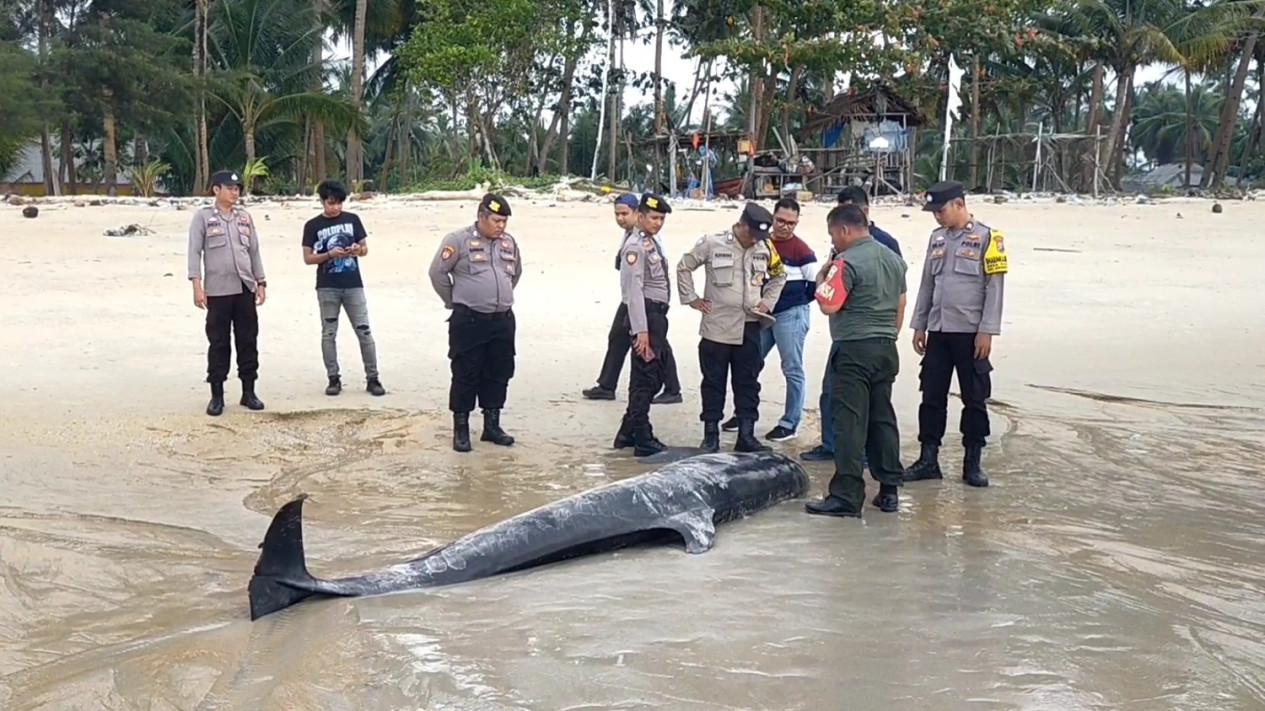 Ikan Paus Sepanjang 4 Meter Terdampar di Pantai Desa Nyiur Lingga
            - galeri foto