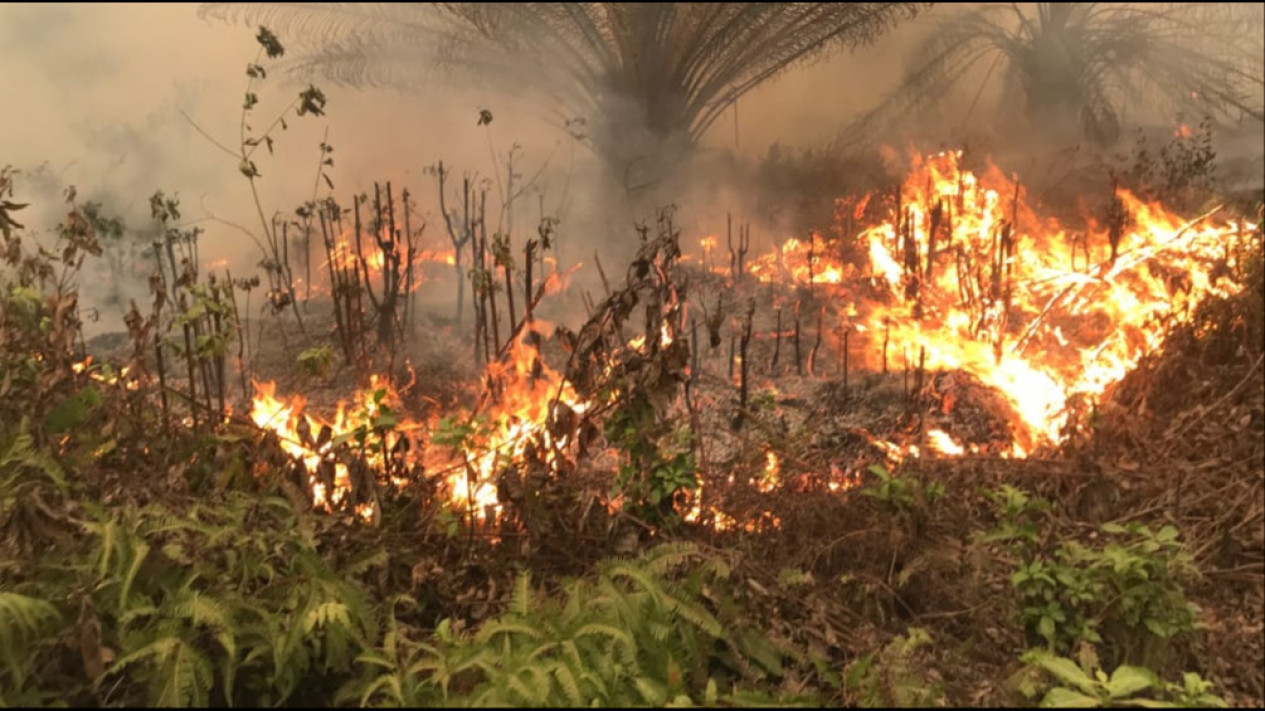 Kebakaran Hutan Seluas 229 Hektare Landa Jambi Sepanjang 2023, Satgas: Kesalahan Warga Membuka Lahan
            - galeri foto