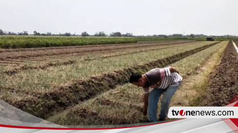 Dampak Kemarau Harga Bawang Merah Anjlok Petani Di Pati Merana