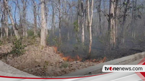 Kebakaran Di Hutan Taman Nasional Baluran Kian Meluas, Jalur Pantura Di ...