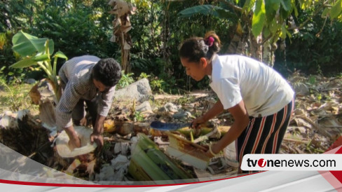 Tidak Mampu Beli Air Tangki Warga Di Ntt Terpaksa Minum Air Batang Pisang