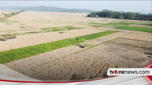 Dampak El Nino, Ratusan Lahan Pertanian Di Ciamis Gagal Panen, Petani ...