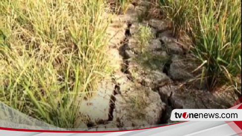 Dampak El Nino Ratusan Hektar Sawah Di Pringsewu Lampung Terancam