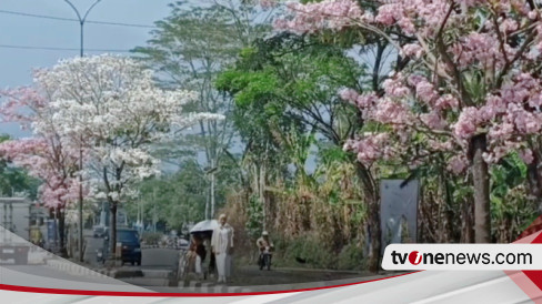 Keindahan Bunga Tabebuya Yang Bermekaran Di Kota Salatiga, Serasa ...