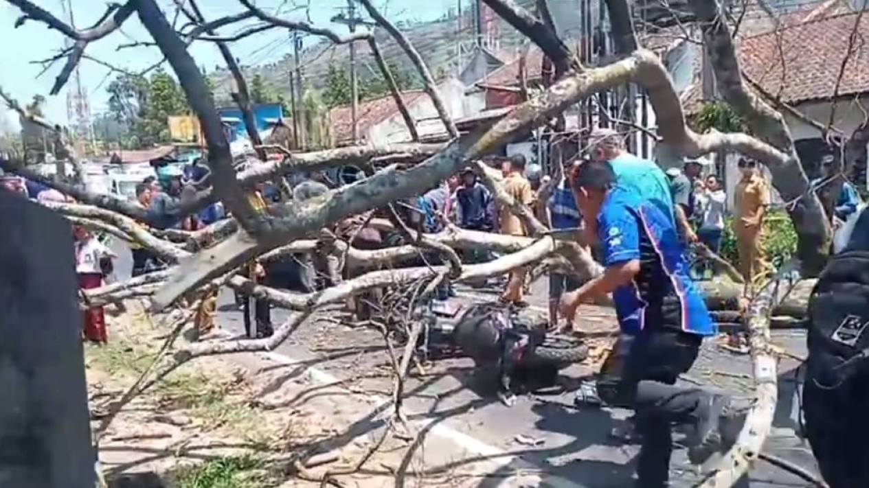 Nahas Pengendara Motor Di Lembang Meninggal Dunia Tertimpa Pohon Akasia 1309