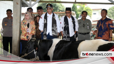 Gawat, Produksi Susu Sapi Nasional Menurun 40 Persen Akibat PMK