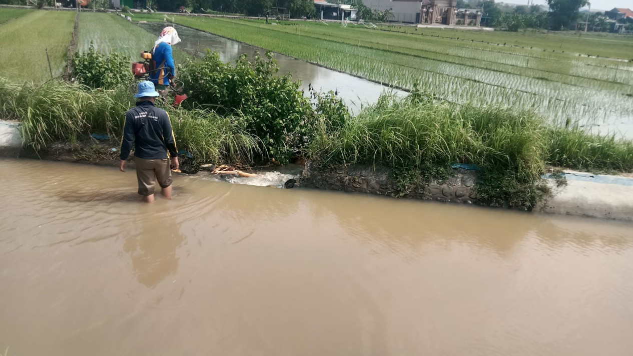 Tanggul Sungai Irigasi Jebol, Ratusan Hektar Sawah di Balongbendo Sidoarjo Gagal Tanam
            - galeri foto