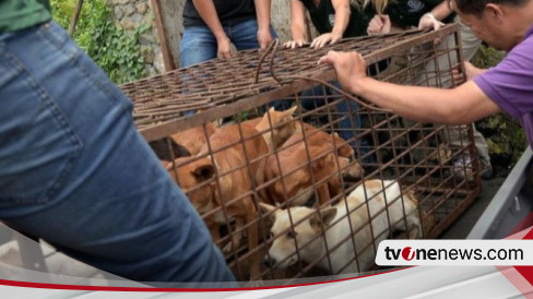 Tok! Korea Selatan Sahkan RUU Pelarangan Konsumsi Daging Anjing