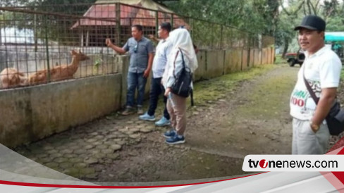 Kabar Gembira! Medan Zoo Siap Manjakan Semua Wisatawan di Momen Libur Lebaran 2024