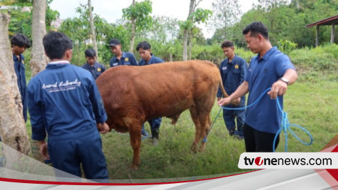 Tips Dan Trik Memilih Hewan Kurban Kondisi Fisik Hingga Lokasi Pembelian