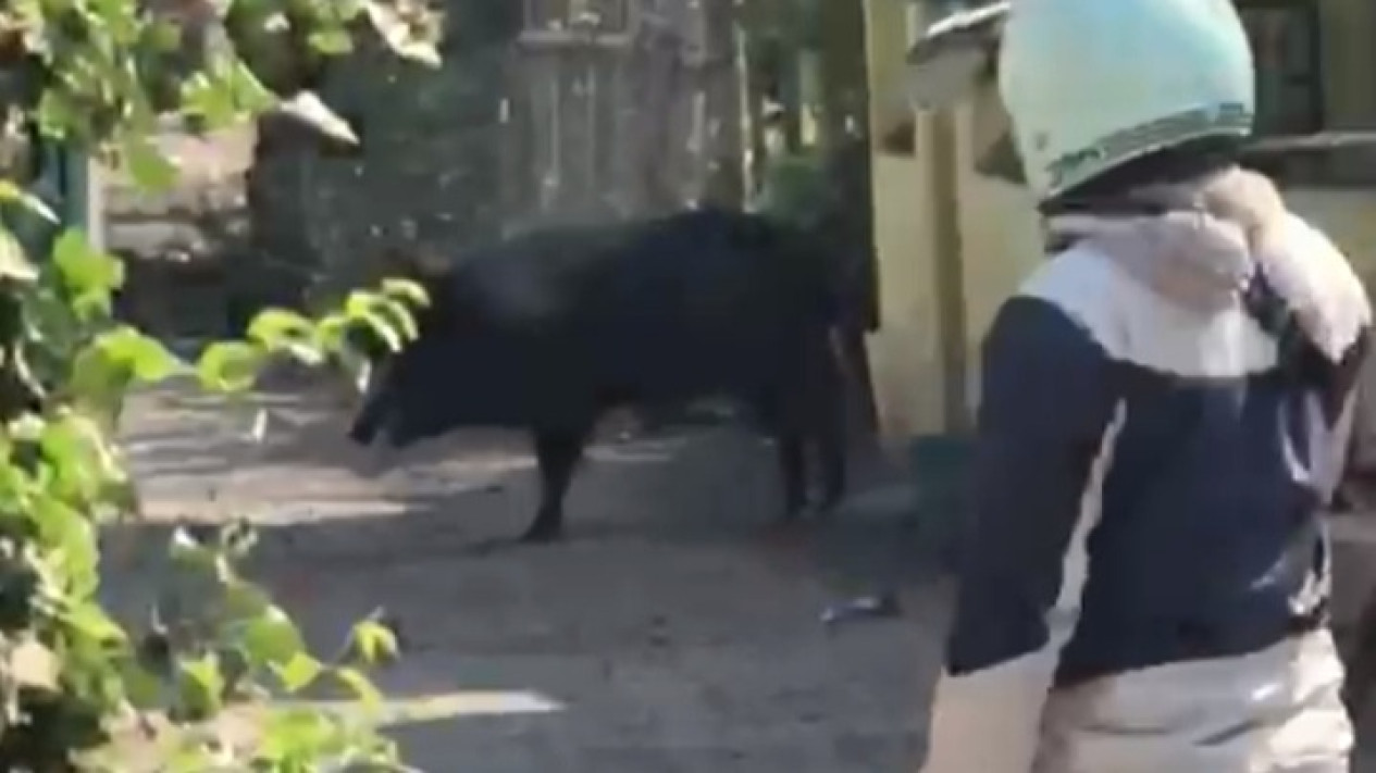 Bikin Merinding! Babi Hutan Berkeliaran Di Pemukiman Padat Penduduk Garut, Padahal Jauh dari Pegunungan
            - galeri foto