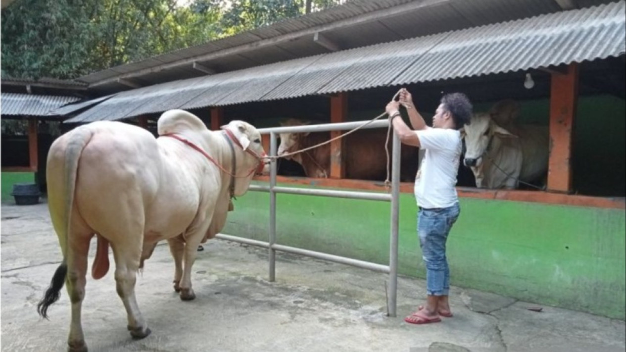 Cerita Tak Terduga Peternak Sapi di Bantul Dapat Rezeki Fantastis Jelang Iduladha 1445 H dari Presiden Jokowi
            - galeri foto