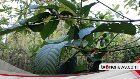 BNN Minta Kratom Tetap Tidak Digunakan Masyarakat Selama Masa Riset