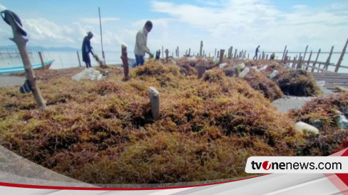 Hilirisasi Rumput Laut Indonesia Punya Potensi Rp193,7 Triliun Di 2030 ...