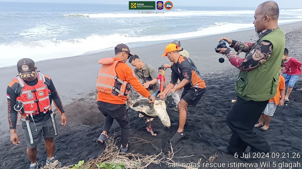 Penyu Lekang Seberat 40 Kg Mati di Pantai Mlarangan Asri Kulon Progo, Diduga Keracunan Zat Kimia Cair
            - galeri foto