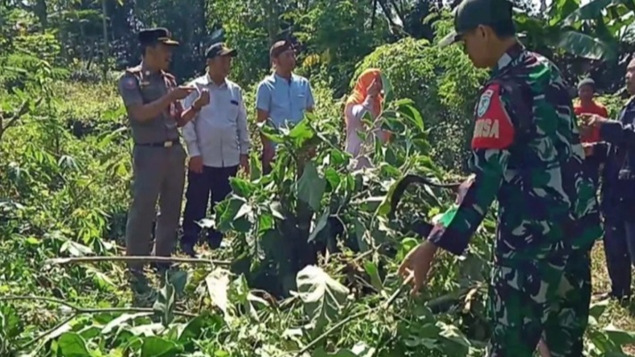 Pil Putih Tanpa Merek Jadi Penyebab Puluhan Orang di Kalimantan Selatan Mabuk Kecubung
            - galeri foto