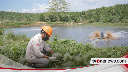 Menuju Net Zero Emission, PT GMM Olah Limbah Jadi Pupuk