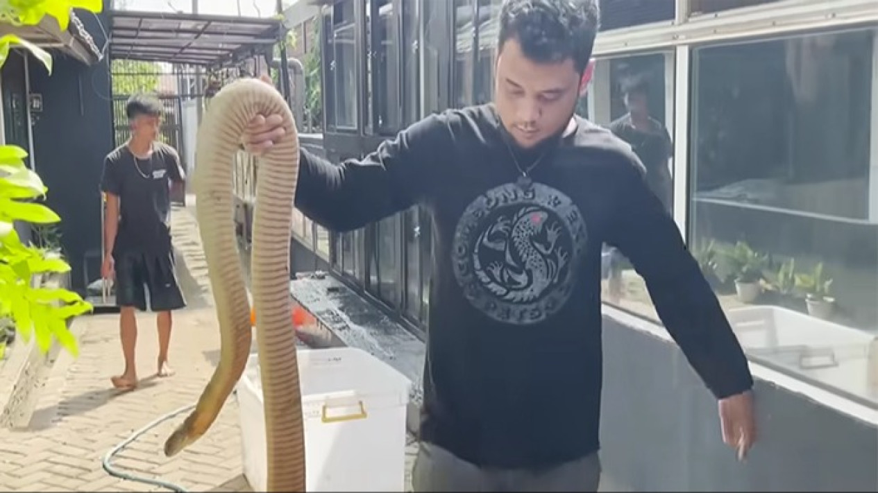 Daripada Berkelahi Melawan King Cobra, Lebih Baik Ikuti Saran Panji Petualang Agar Ular Tidak Masuk Rumah
            - galeri foto