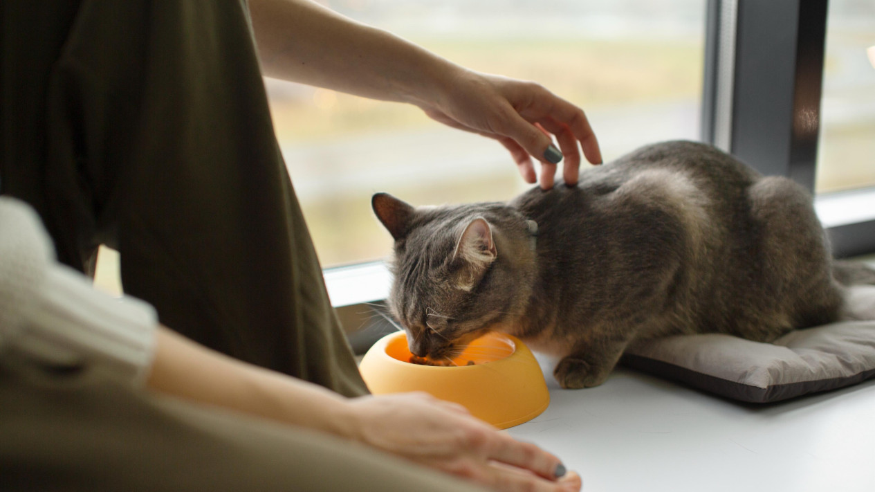 Jangan Percaya Mitos! Inilah Alasan Kenapa Kucing Perlu Konsumsi Makanan Basah
            - galeri foto