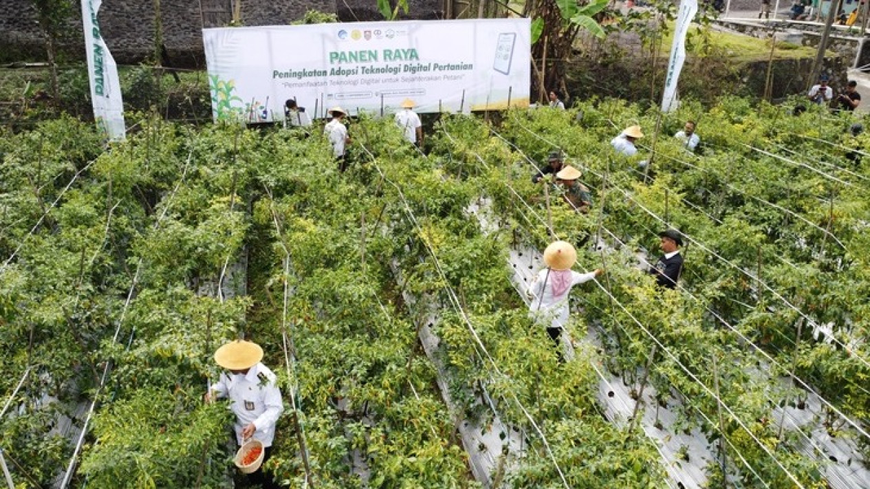 Ratusan Petani Antusias Ikut Panen Raya Peningkatan Adopsi Teknologi Digital di Boyolali
            - galeri foto