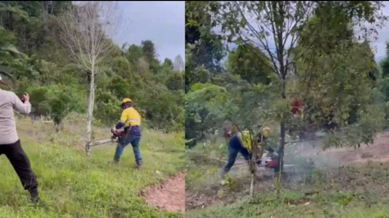 Warga di Latimojong Menangis Histeris Saat Kebun Cengkehnya Diduga Dibabat PT Masmindo
            - galeri foto