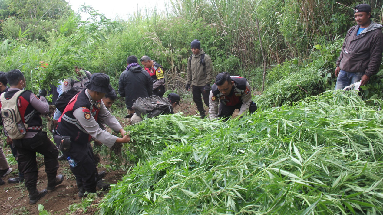 22 Lokasi Ladang Ganja di Kawasan TNBTS Kembali Ditemukan, Polisi Amankan 25 Ribu Barang Ganja
            - galeri foto