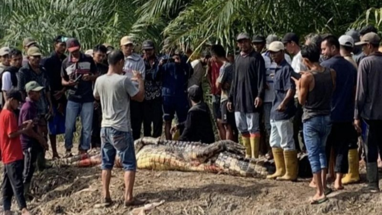 Buaya Raksasa 5 Meter Telan Pria di Rokan Hilir, Warga Belah Perut Sang Reptil Demi Temukan Potongan Tubuh Korban
            - galeri foto