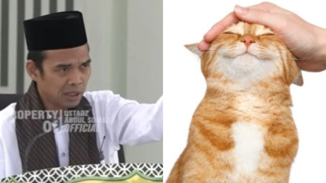 Benar atau Tidak Kucing dan Hewan Peliharaan Rumah Tak akan Hidup Lagi di Akhirat? Begini Jawaban Ustaz Abdul Somad
            - galeri foto