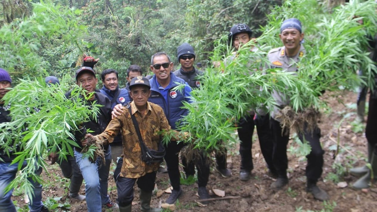 Tembus Jalur Ekstrim, Polisi Kembali Temukan Ladang Ganja di Kawasan TNBTS
            - galeri foto