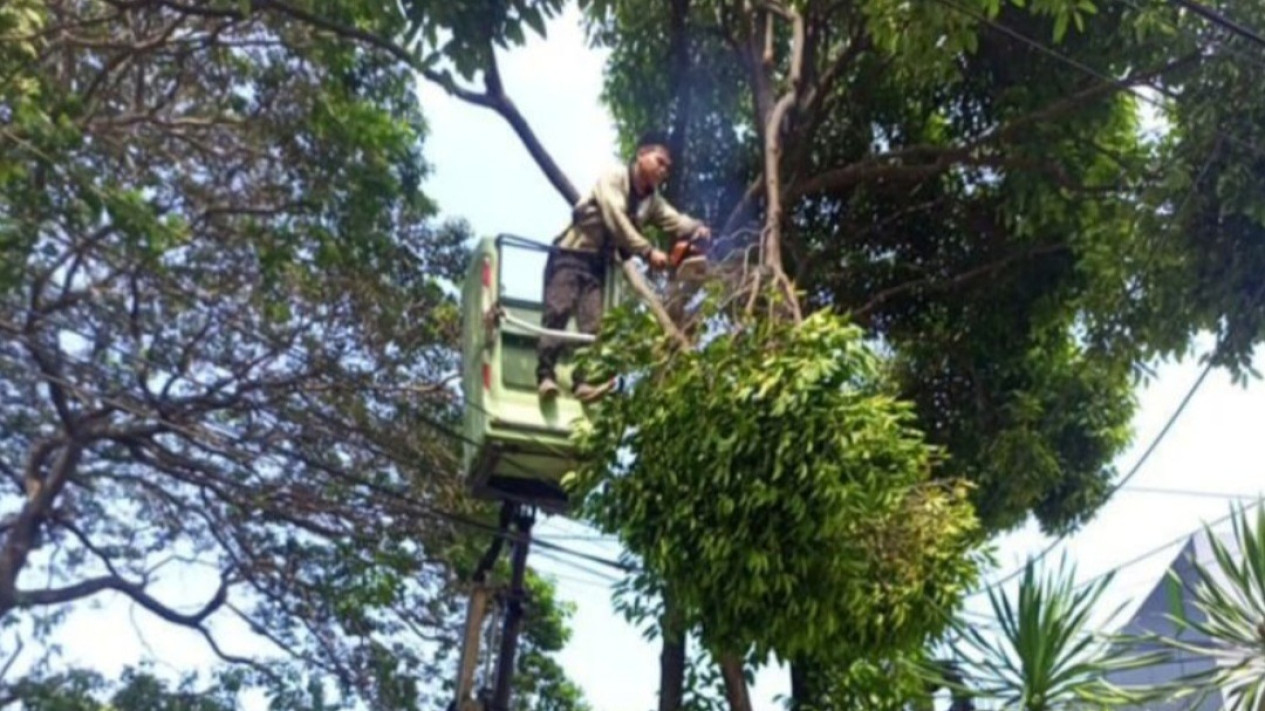 Mulai Hari Ini Harus Waspada, Imbas Hujan Deras Sudintamhut Jaksel Sudah Tangani Pohon Tumbang di 3 Lokasi
            - galeri foto