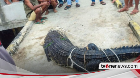 Buaya 4 Meter Meresahkan Warga, Masuk ke Pemukiman di Natuna