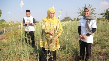 Panen Bunga Sedap Malam di Pasuruan, Khofifah: Petani Milenial Jatim Tertinggi di Indonesia