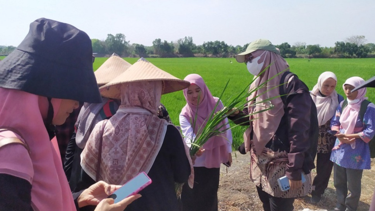 Gandeng Malaysia, Petani di Gresik Kendalikan Hama Cukup dengan Smartphone
            - galeri foto