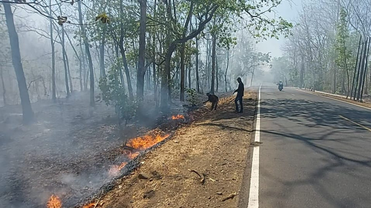 Kawasan Hutan Taman Nasional Baluran Kembali Terbakar, Jalur Pantura Dipenuhi Asap Tebal
            - galeri foto