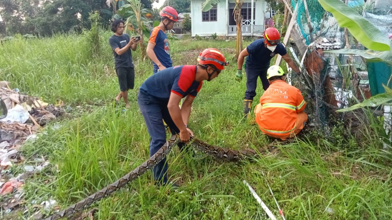 Sering Memangsa Ternak Warga, Ular Piton Sepanjang Empat Meter Ditangkap Petugas BPBD dan Damkar Karimun
            - galeri foto